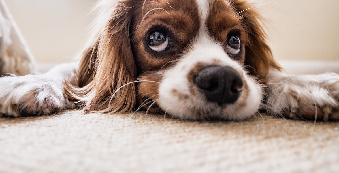 Carpet Cleaning - Refresh